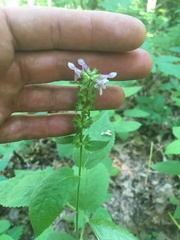 Stachys nuttallii