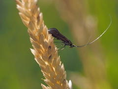 Nemophora pfeifferella