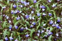 Collinsia torreyi wrightii