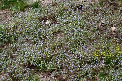 Collinsia torreyi wrightii