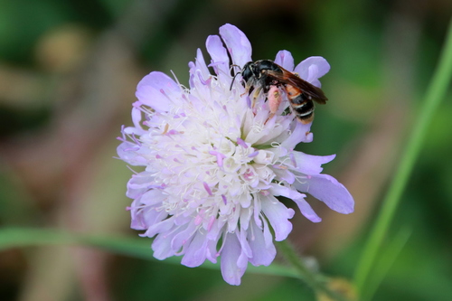 Large Scabious Mining Bee, Sint Pieter, Maastricht, Nederland, photo 6 of 10