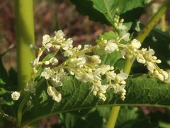Koenigia alaskana