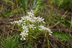 Sedum hispanicum