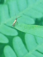 Micropterigidae