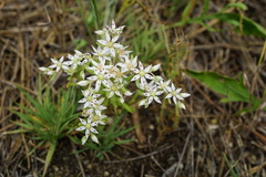 Sedum hispanicum