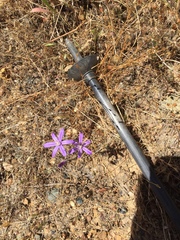 Brodiaea
