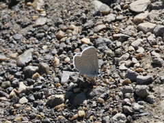 Glaucopsyche lygdamus oro