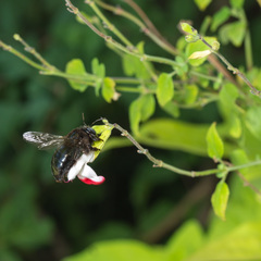 Xylocopa tabaniformis androleuca