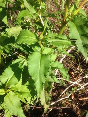 Koenigia alaskana