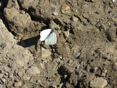 Pieris marginalis pallidissima