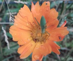 Leptophyes punctatissima