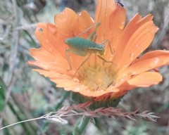 Leptophyes punctatissima