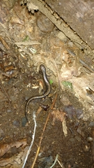 Plethodon hubrichti