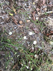 Stylisma pickeringii