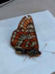 Euphydryas gillettii