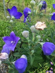 Platycodon grandiflorus