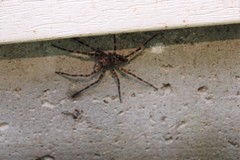 Dolomedes tenebrosus