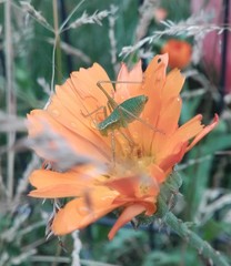 Leptophyes punctatissima