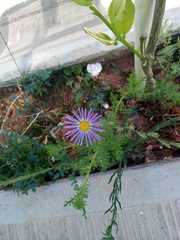 Machaeranthera tanacetifolia