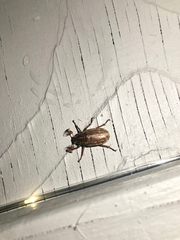 Polyphylla variolosa