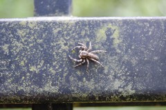 Platycryptus undatus