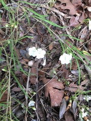 Stylisma pickeringii