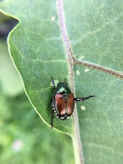 Popillia japonica