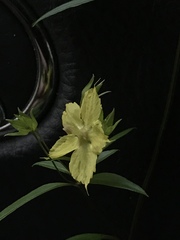 Lysimachia lewisii