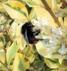 Bombus lapidarius
