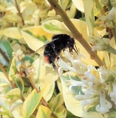 Bombus lapidarius
