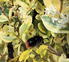 Bombus lapidarius