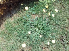 Hypochaeris radicata