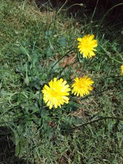 Hypochaeris radicata