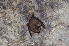 Rhinolophus hipposideros