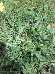 Hypochaeris radicata