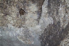 Rhinolophus hipposideros
