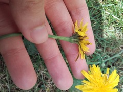 Hypochaeris radicata