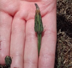 Hypochaeris radicata