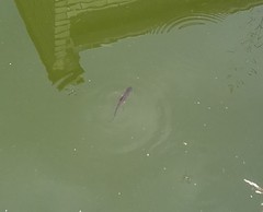 Lissotriton vulgaris