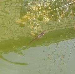 Lissotriton vulgaris