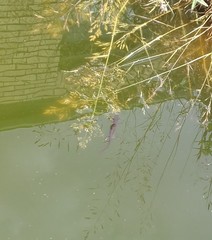 Lissotriton vulgaris