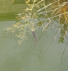 Lissotriton vulgaris