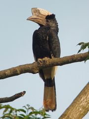 Black-And-White-Casqued Hornbill photo 3