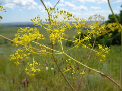 Ferula tatarica