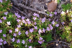 Thymus caespititius