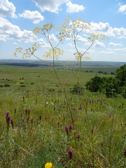 Ferula tatarica