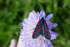 Zygaena angelicae