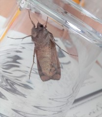 Noctua pronuba