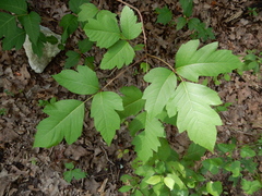 Toxicodendron radicans negundo