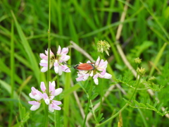 Zygaena rubicundus